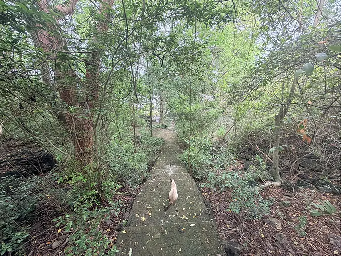 Sentier ombragé traversant la végétation littorale