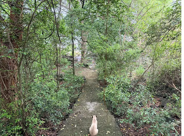 Fin du sentier, approche du littoral